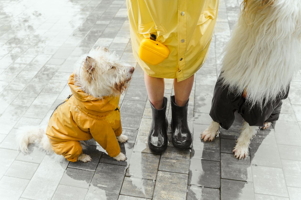 Walking dogs in raincoats in the rain