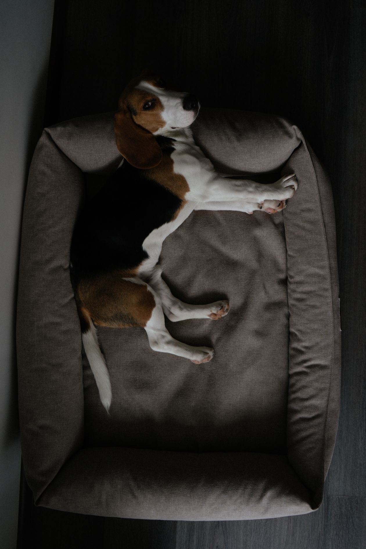how often should you wash a dog bed