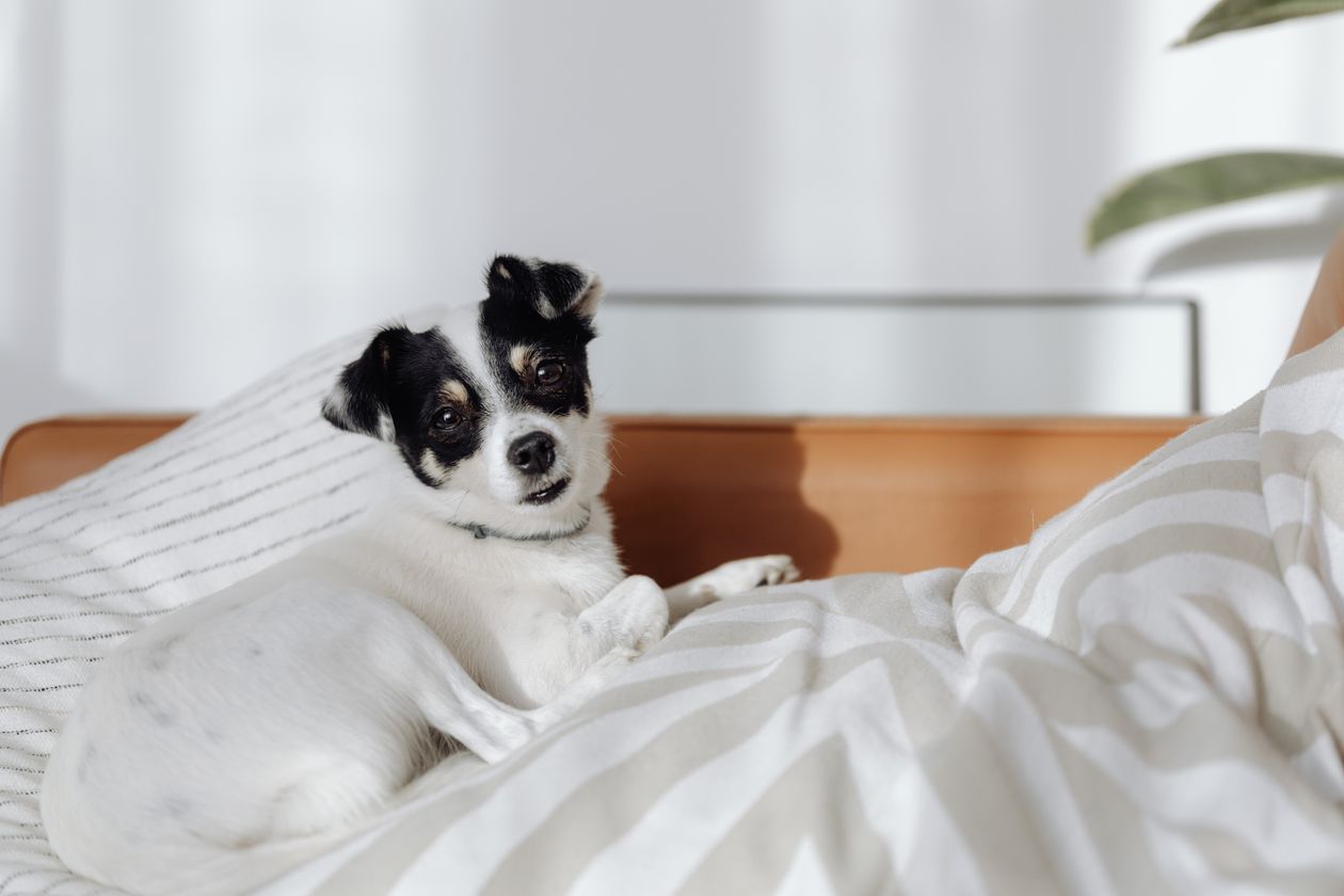 Dog resting on a clean dog bed