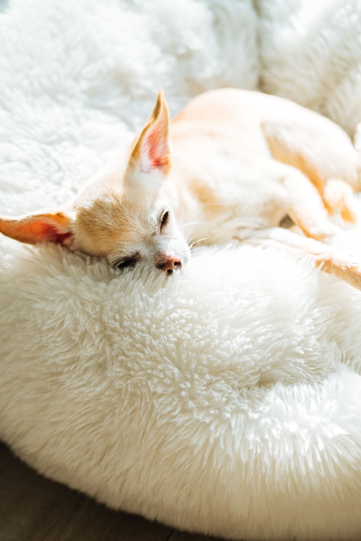 Small dog relaxing on a fluffy bed