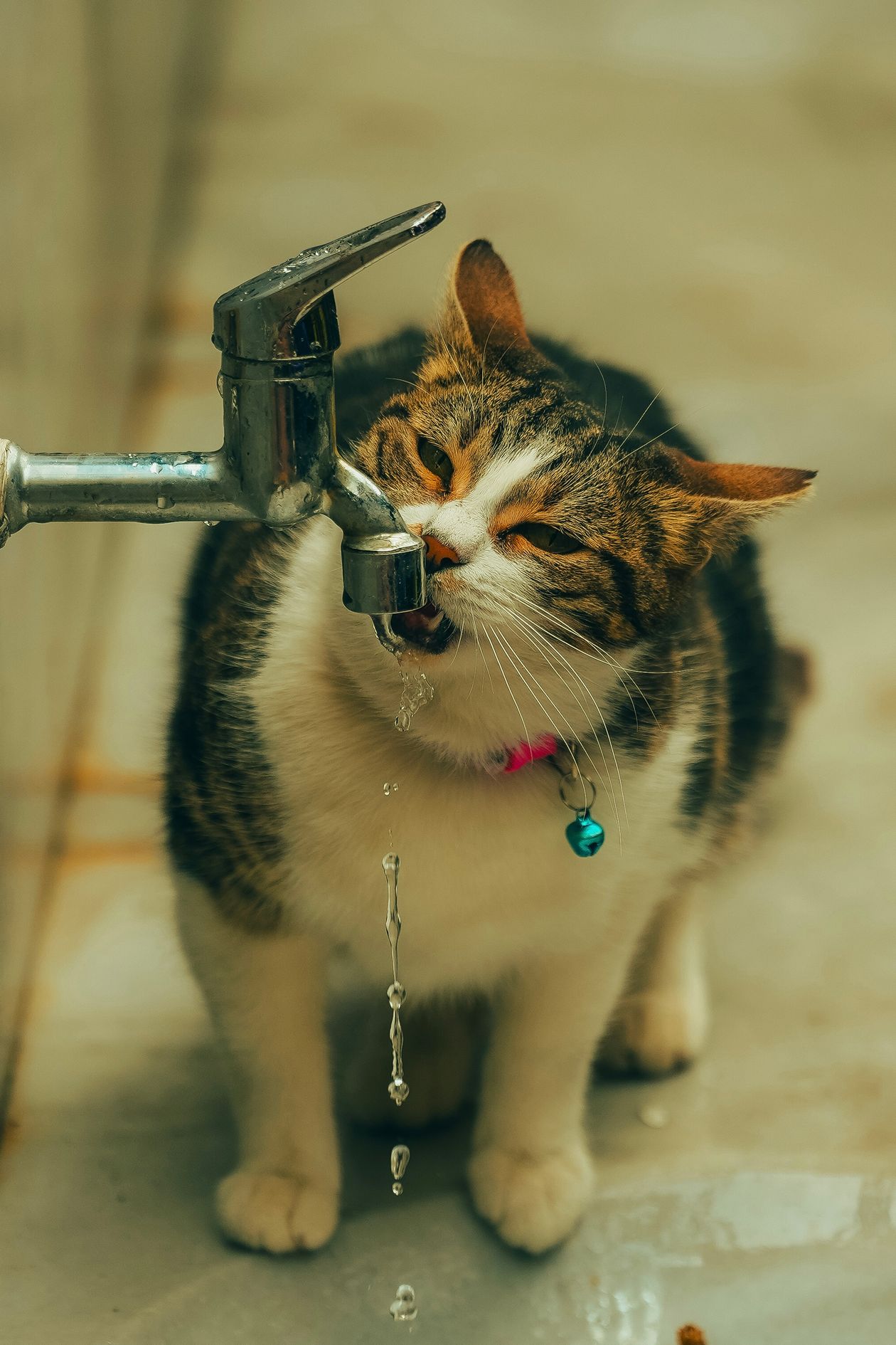 how often should you clean a pet water fountain