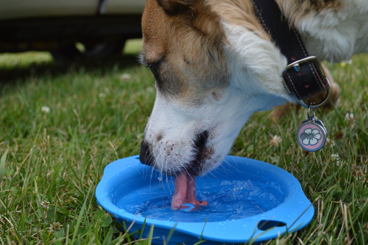 Dog drinking fresh water from a bowl
