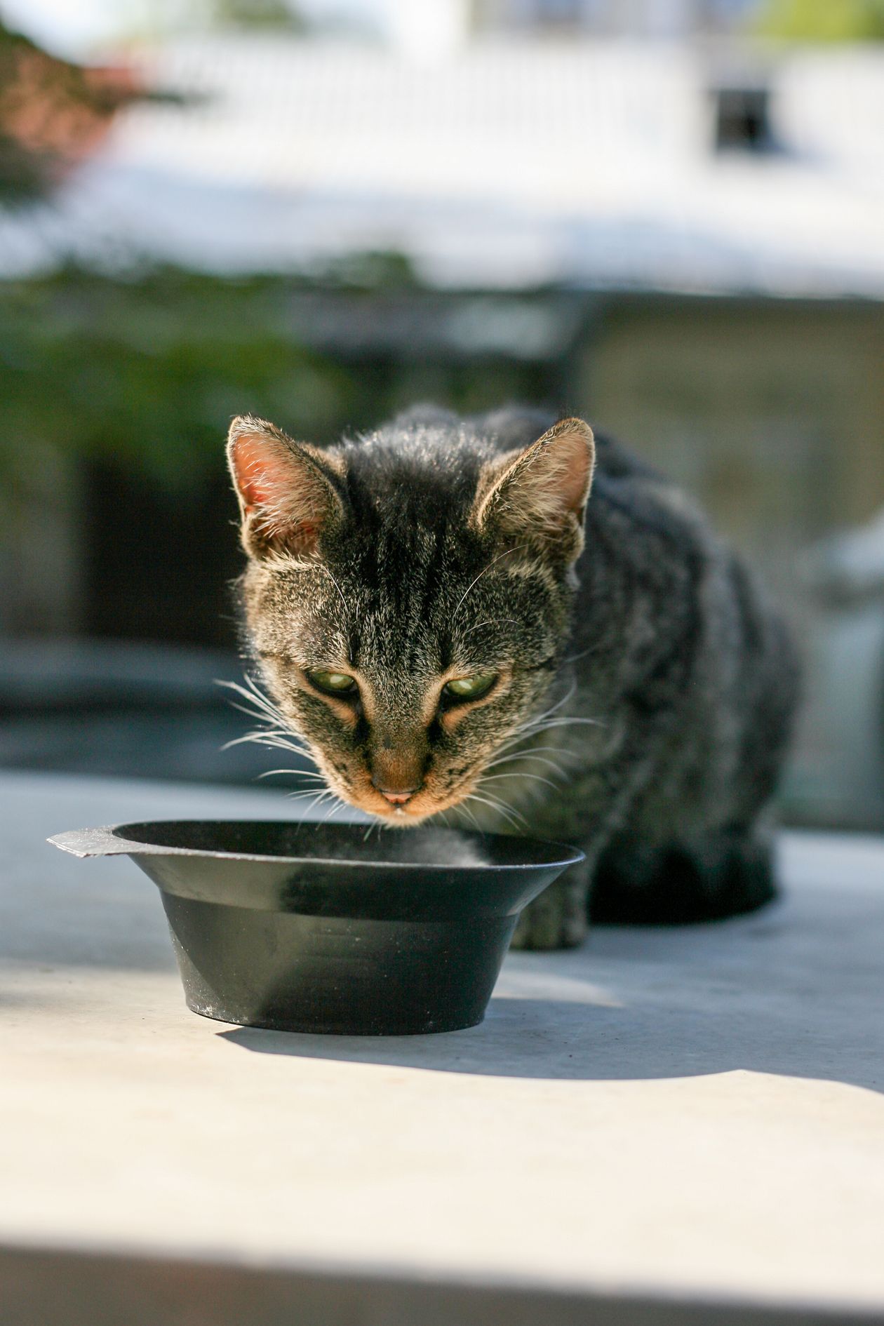 Tabby cat drinking from a clean water bowl